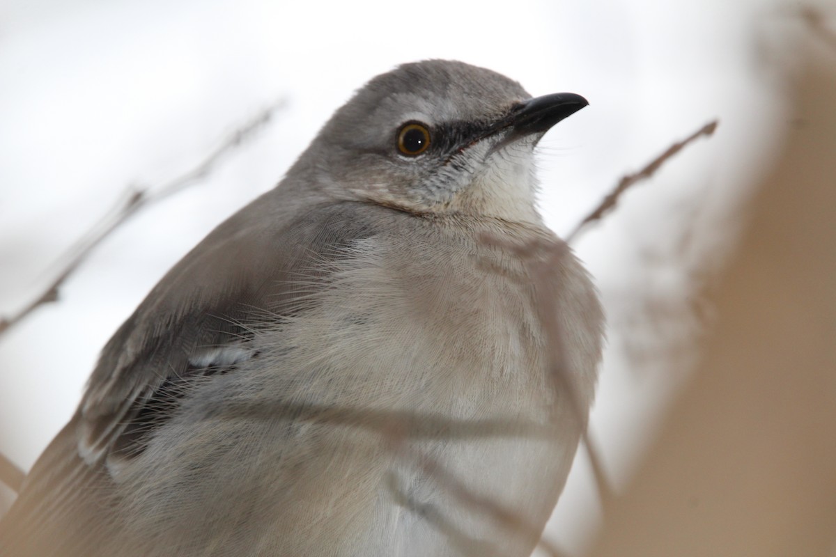 マネシツグミ - ML647857105