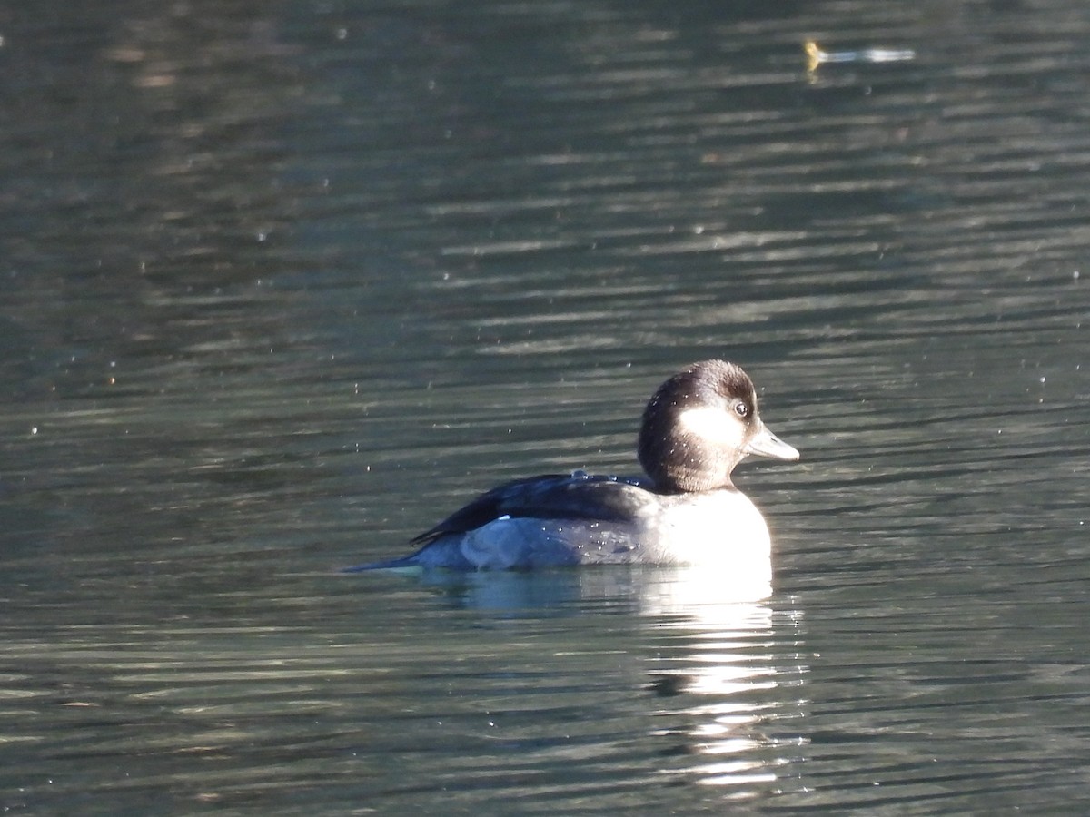 Bufflehead - ML647857114