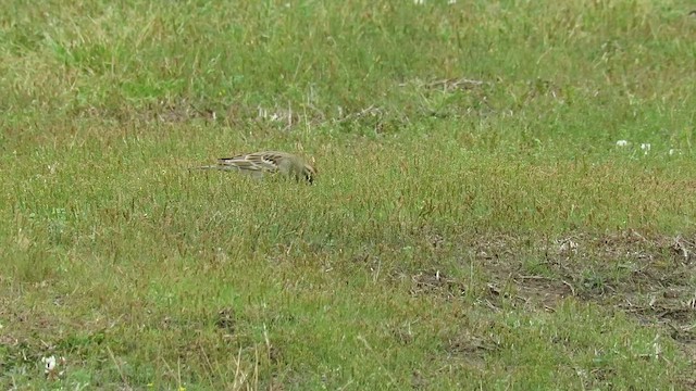 Потюк - ML647857135