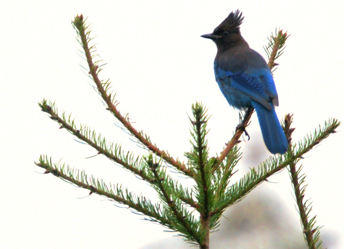 Steller's Jay - ML647857147