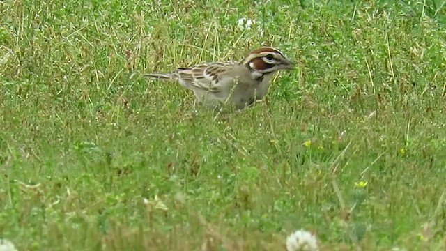 Потюк - ML647857153