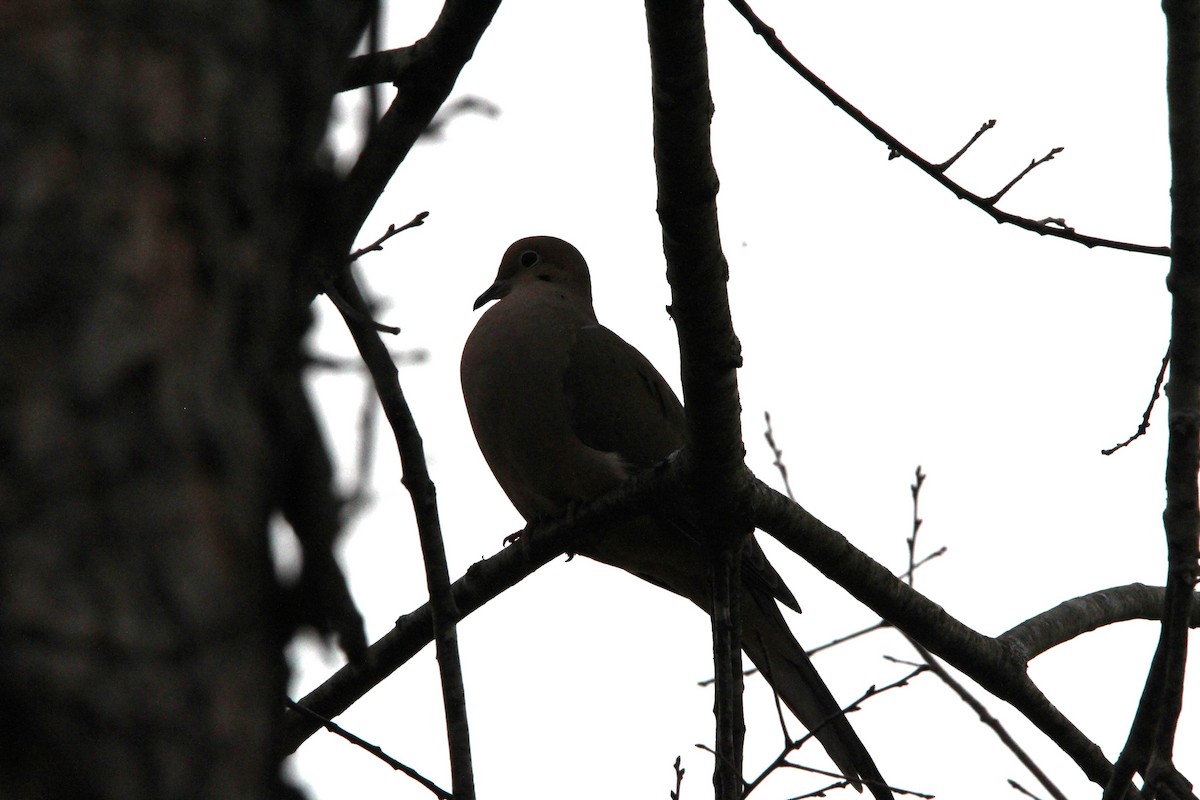 ナゲキバト - ML647857158