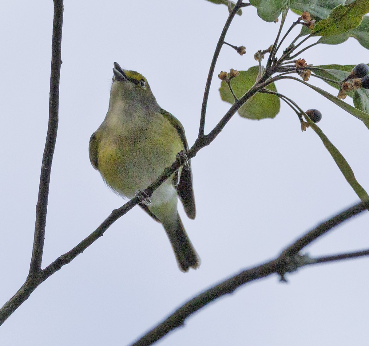 White-eyed Vireo - ML647857205