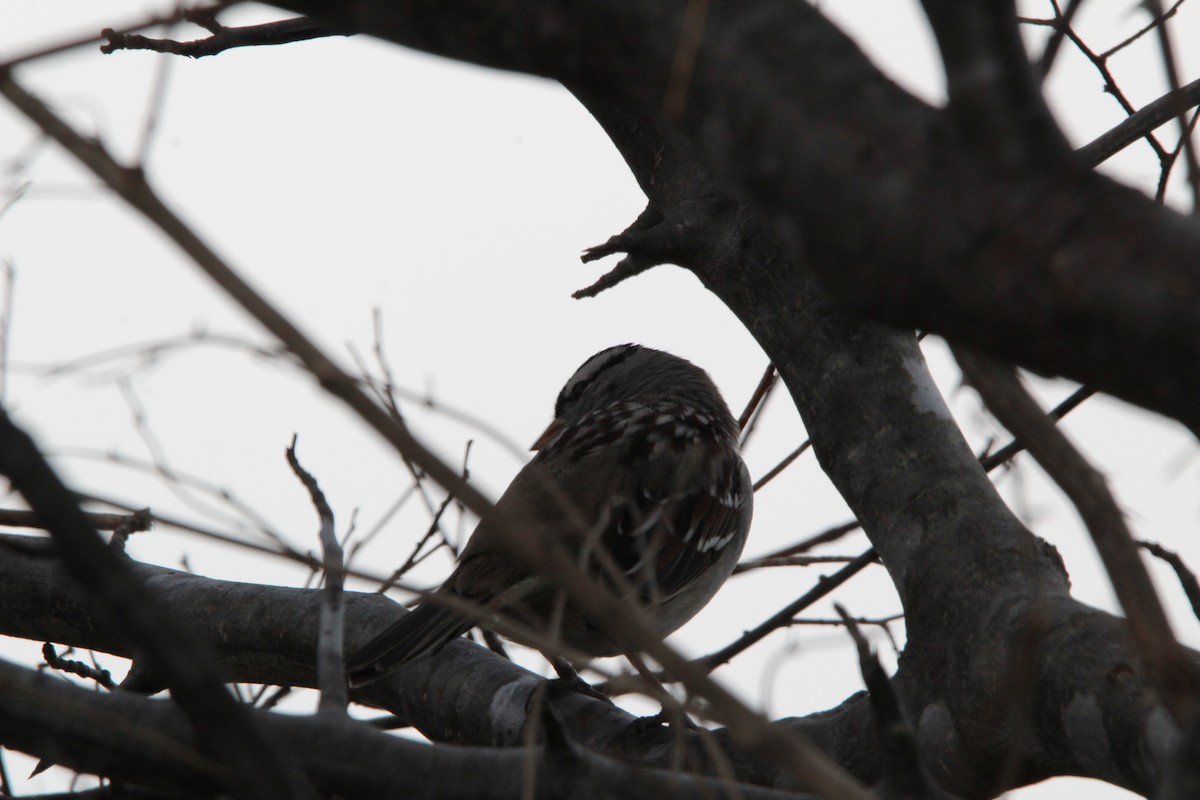 ミヤマシトド - ML647857217