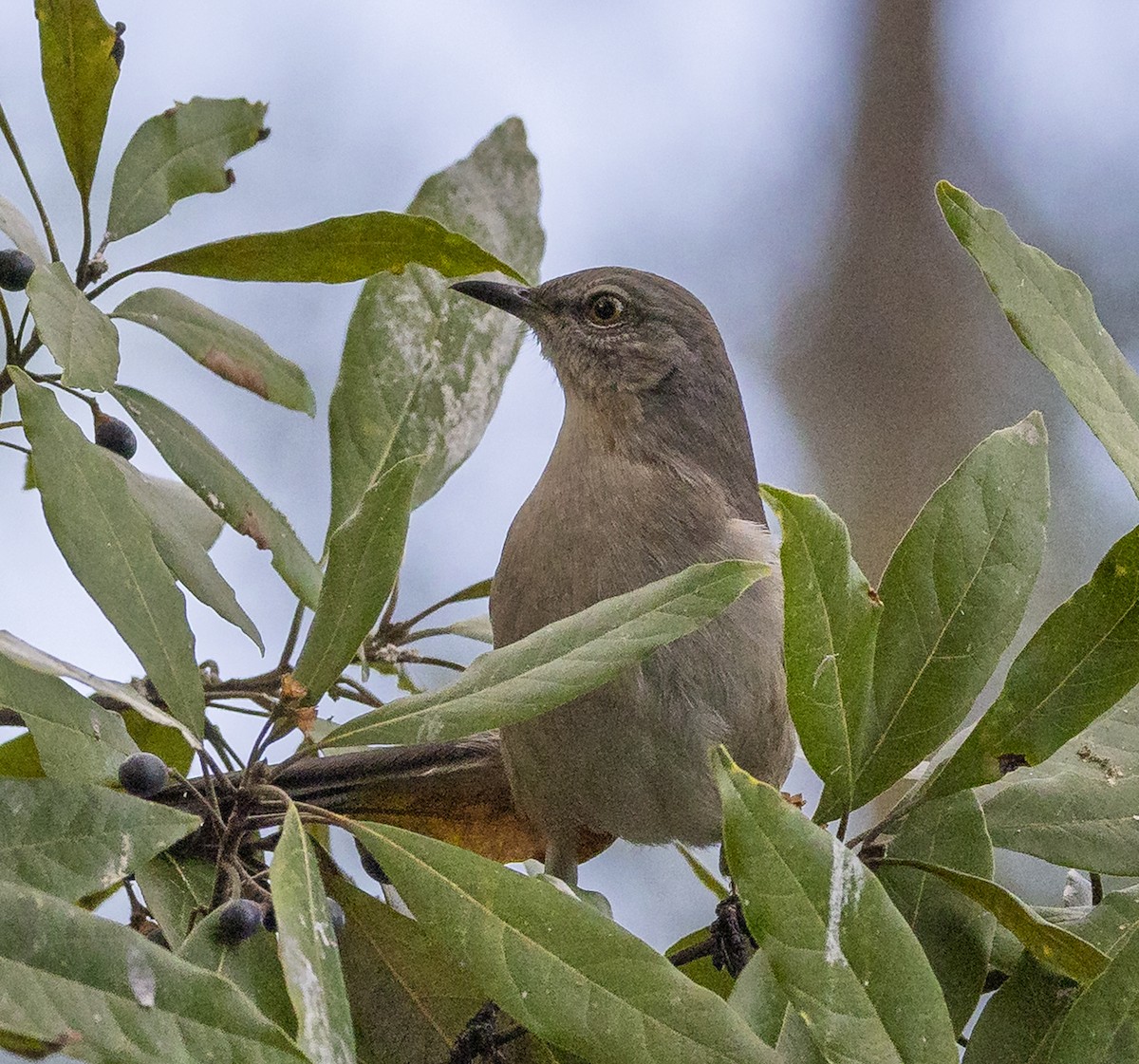 Northern Mockingbird - ML647857220