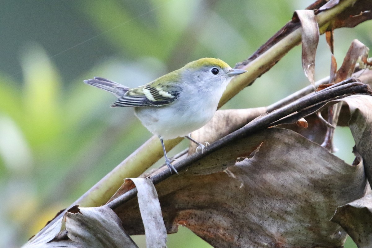 Reinita de Pensilvania - ML647857227