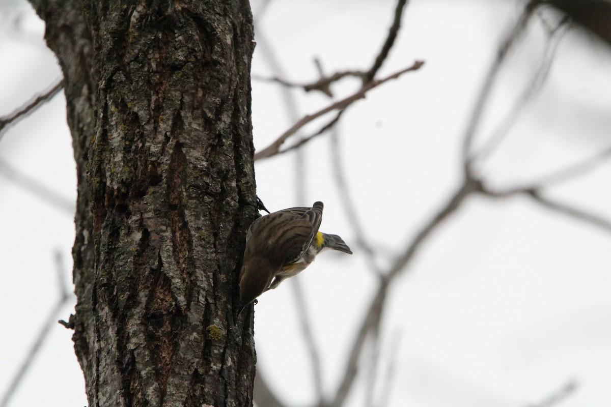 キヅタアメリカムシクイ - ML647857235