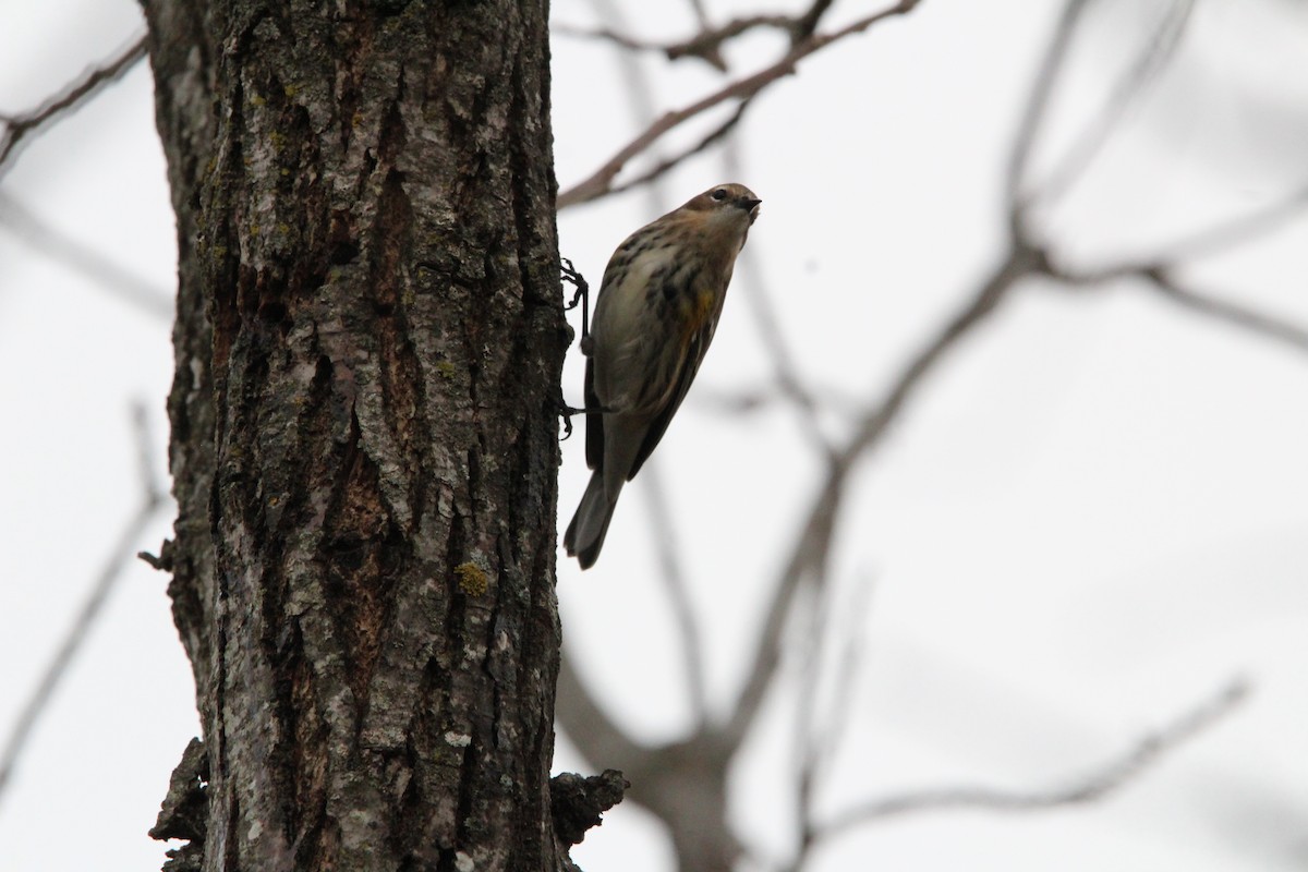 キヅタアメリカムシクイ - ML647857236