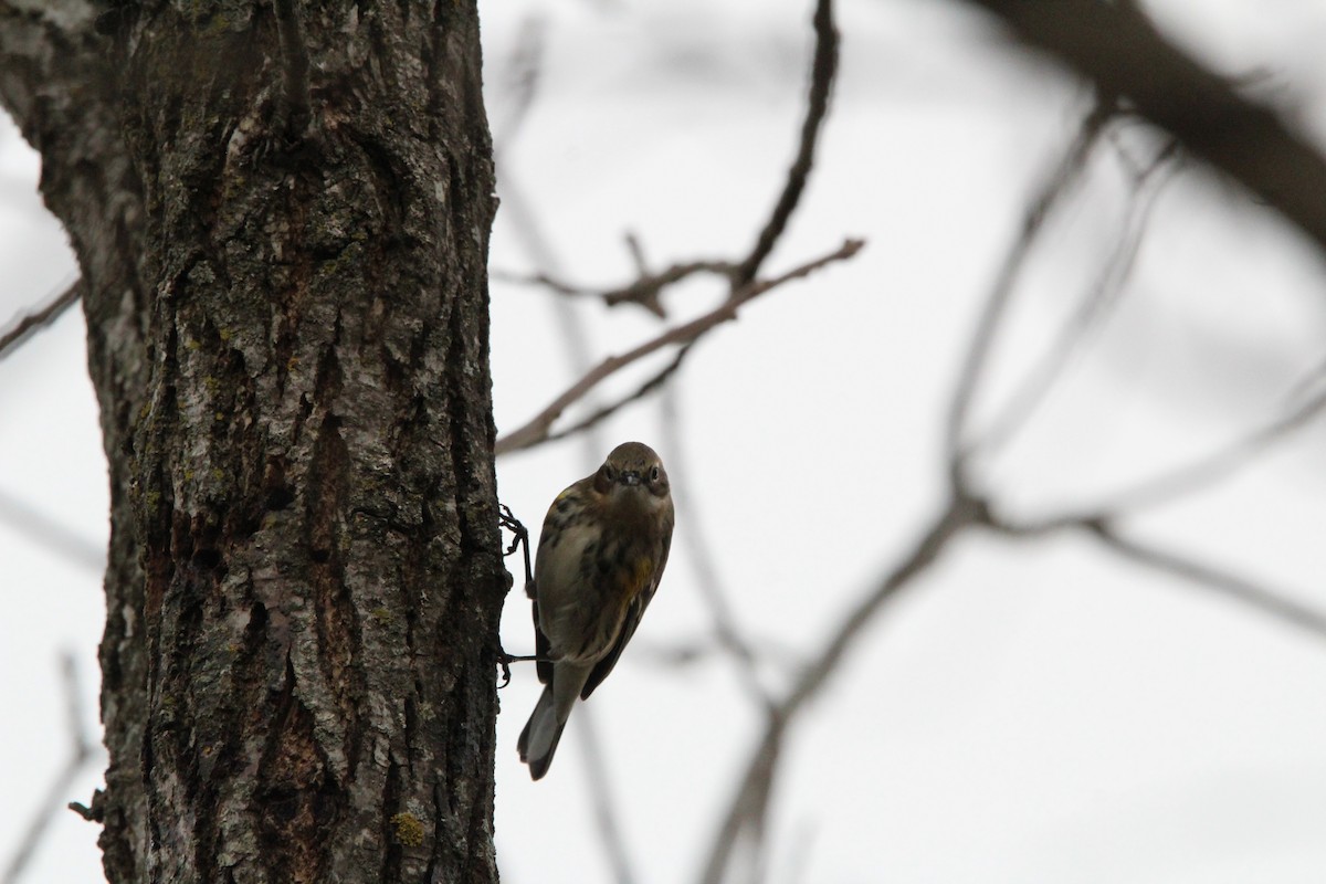 キヅタアメリカムシクイ - ML647857237