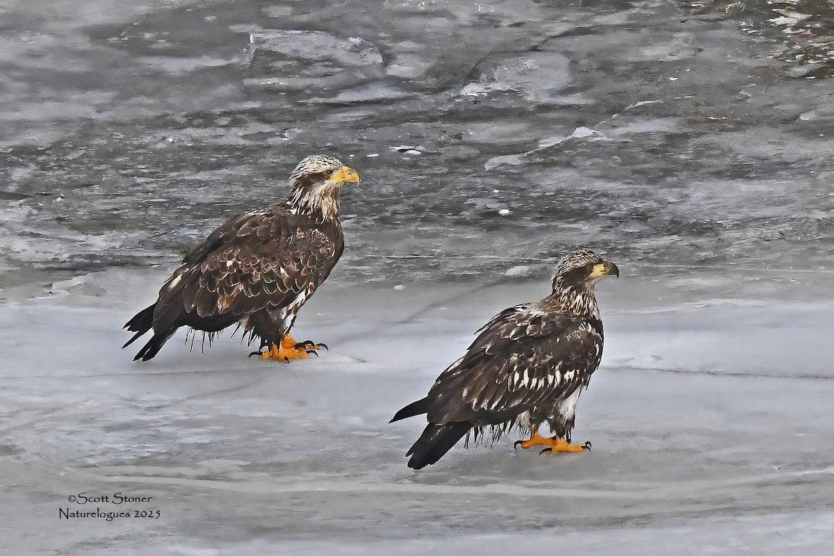 Pigargo Americano - ML647857258