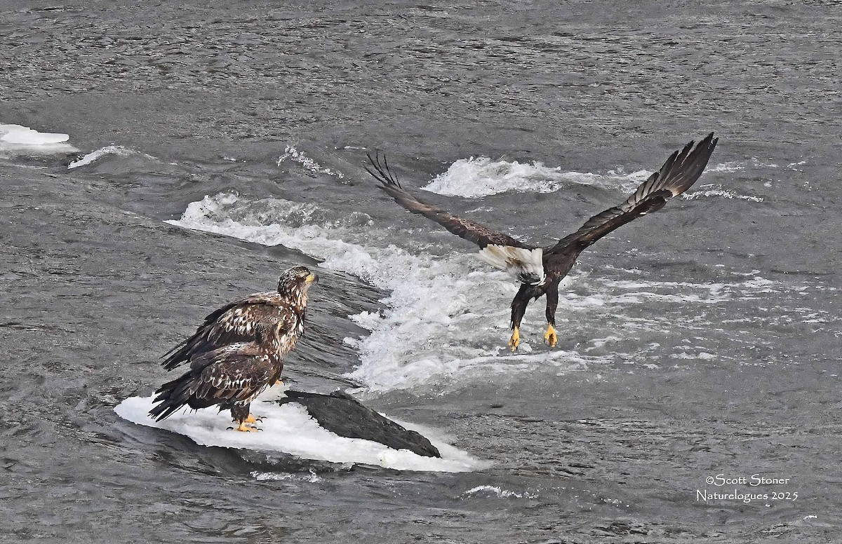 Pigargo Americano - ML647857259