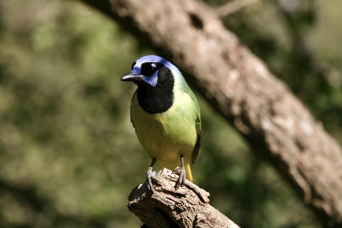 Geai vert - ML647857286