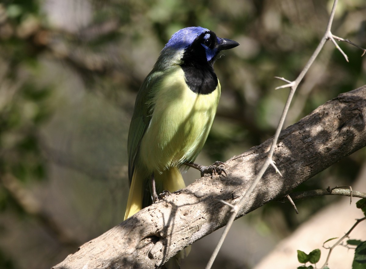 Geai vert - ML647857289