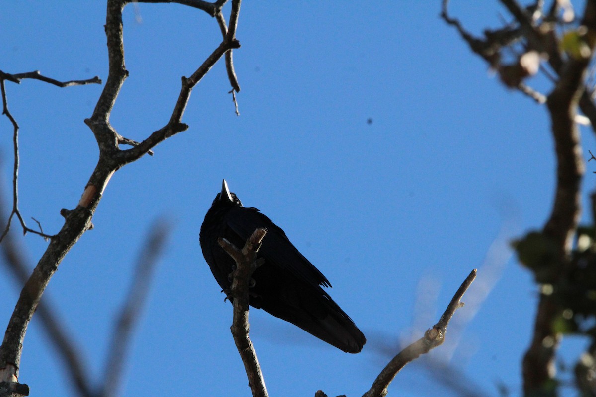 アメリカガラス - ML647857294