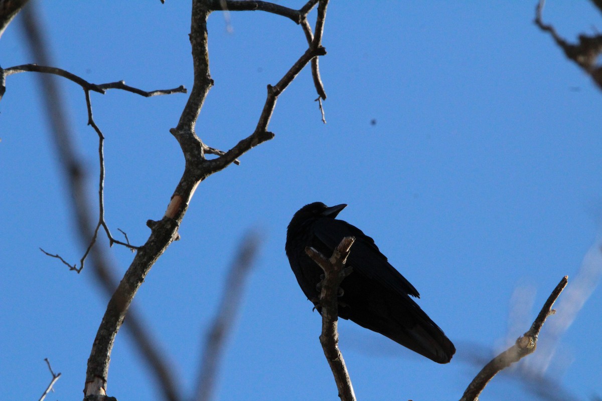 アメリカガラス - ML647857295