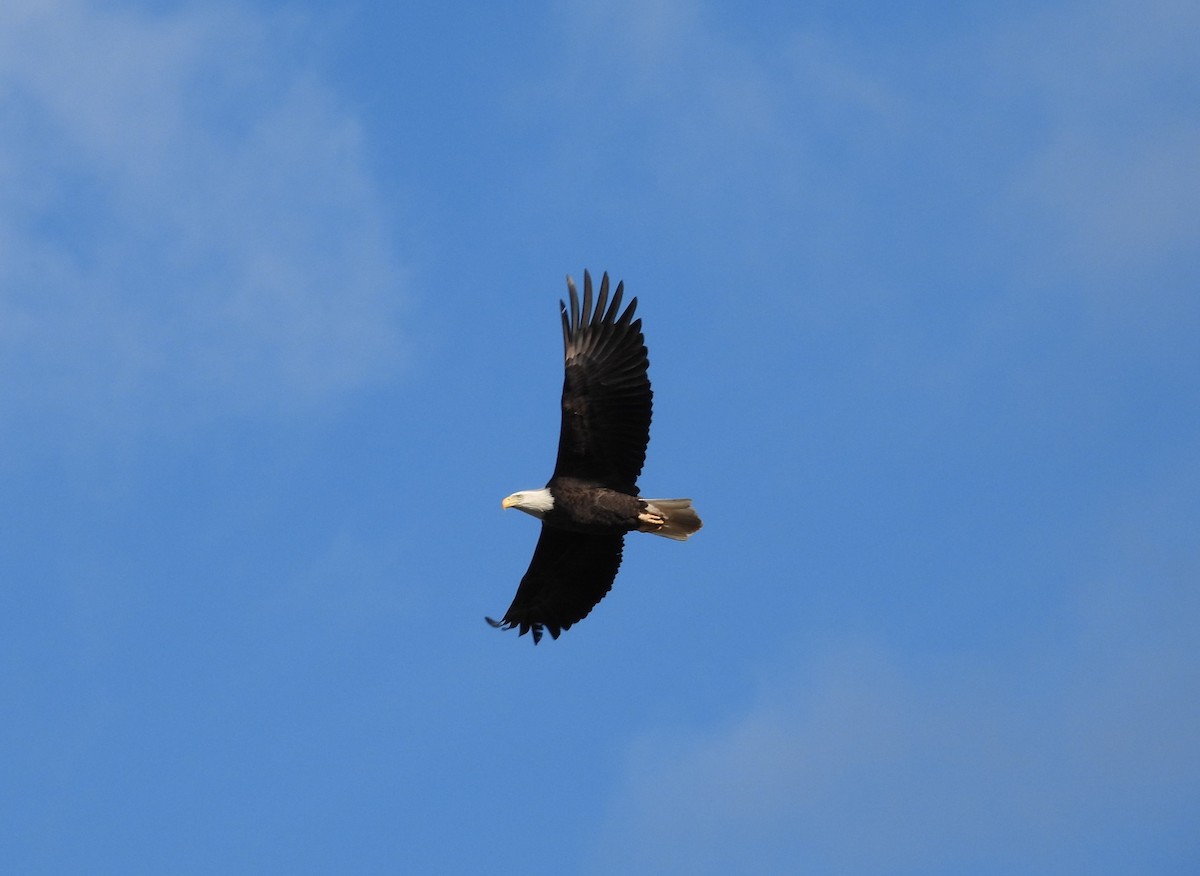 Pigargo Americano - ML647857304