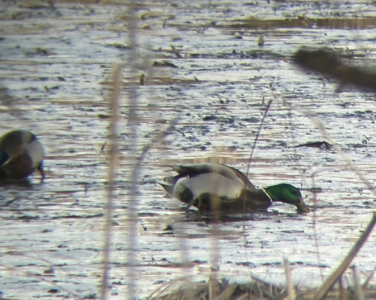 Mallard - ML647857315