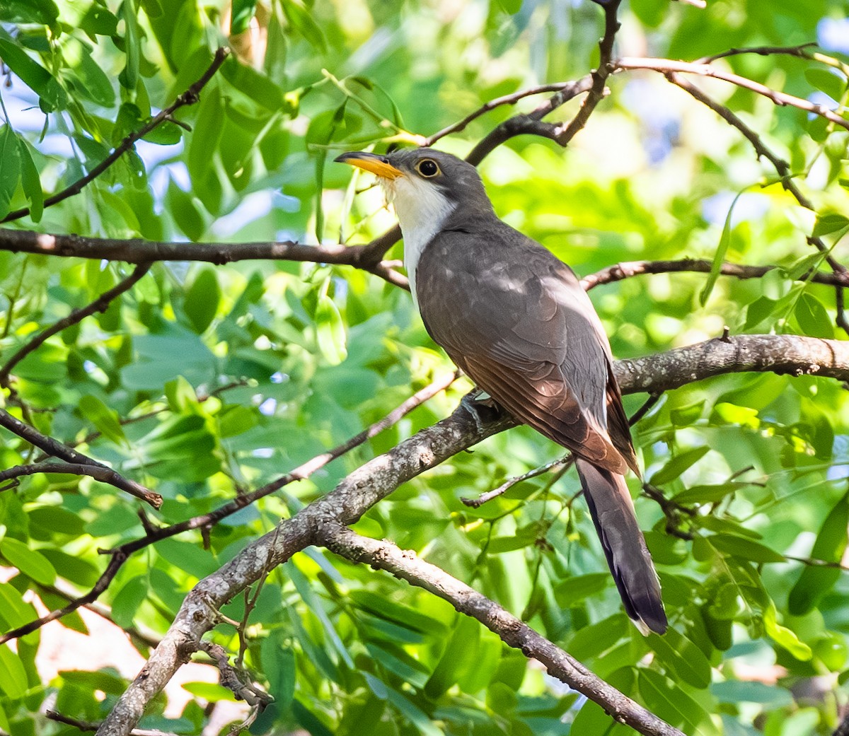 Yellow-billed Cuckoo - ML647857317