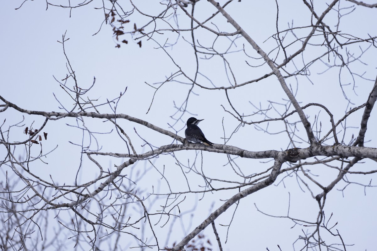 svartryggspett - ML647857320