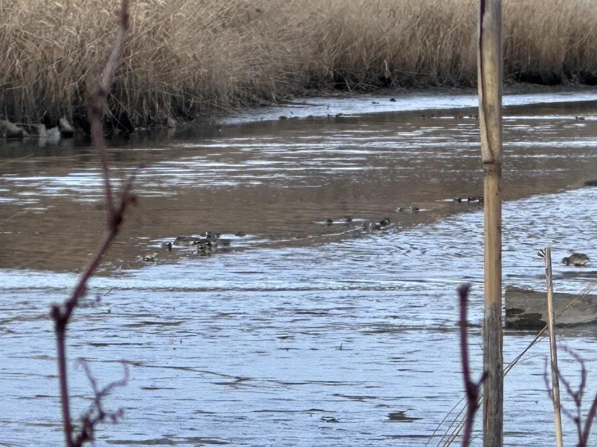 Green-winged Teal - ML647857331