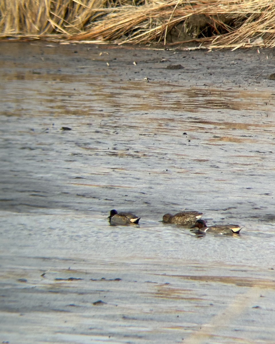 Green-winged Teal - ML647857332