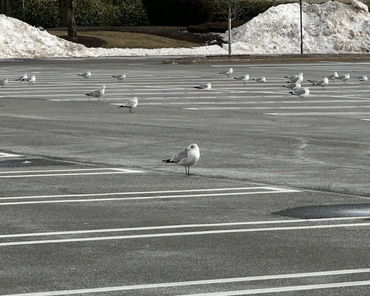Ring-billed Gull - ML647857355