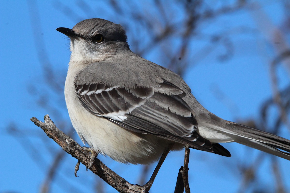 マネシツグミ - ML647857359