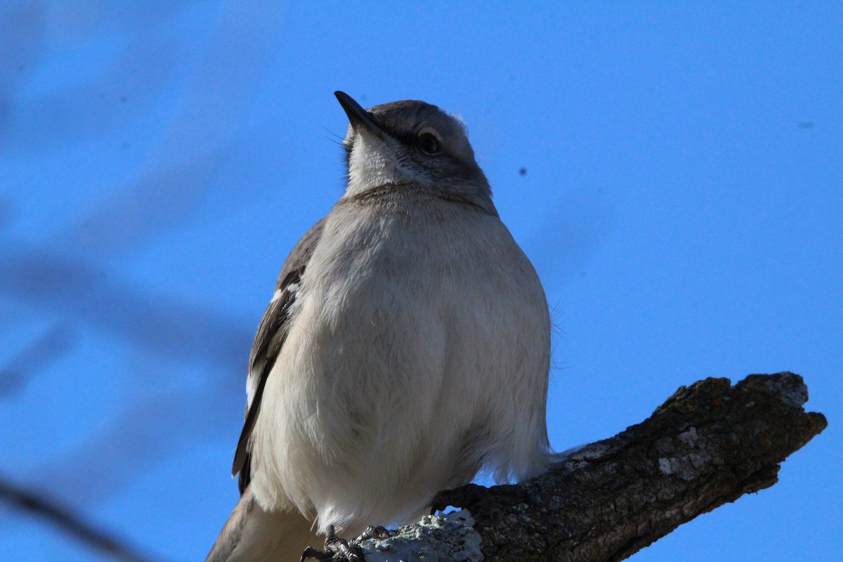 マネシツグミ - ML647857362