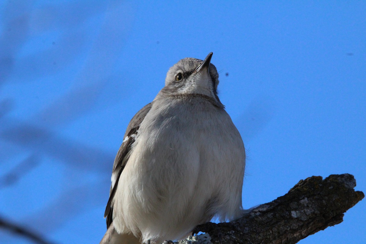 マネシツグミ - ML647857363