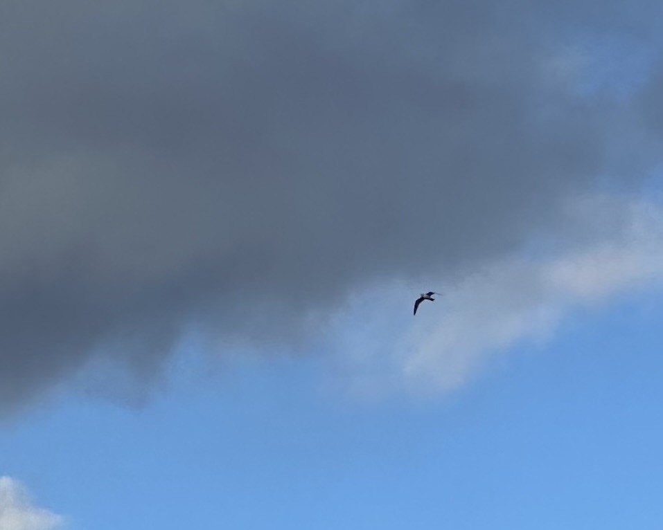 gull sp. - ML647857389