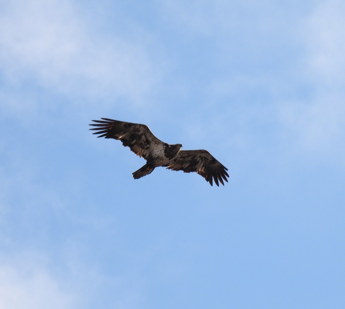 Pigargo Americano - ML647857390