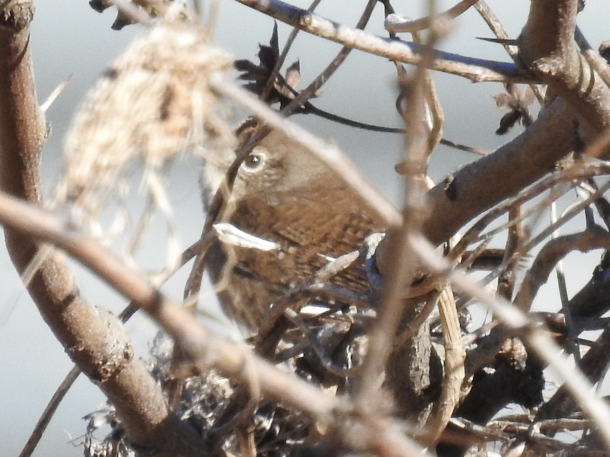 Northern House Wren - ML647857398
