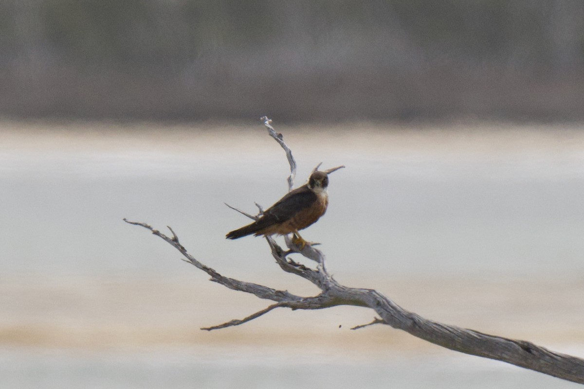 Petit Faucon - ML647857410