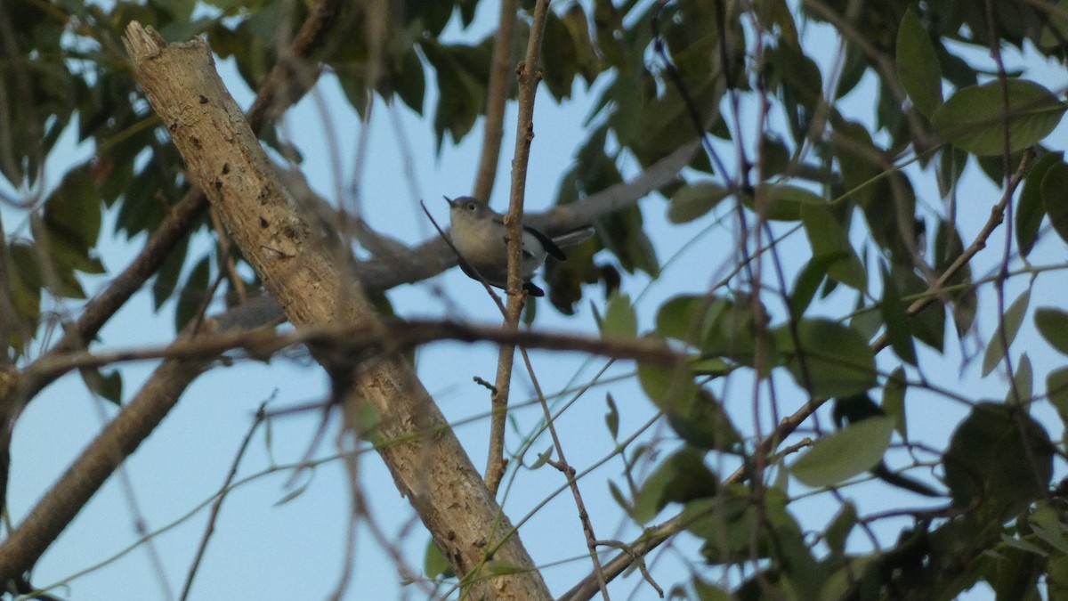 ブユムシクイ - ML647857413