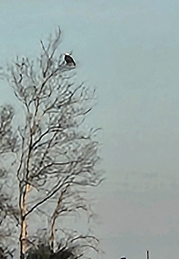 Pigargo Americano - ML647857424