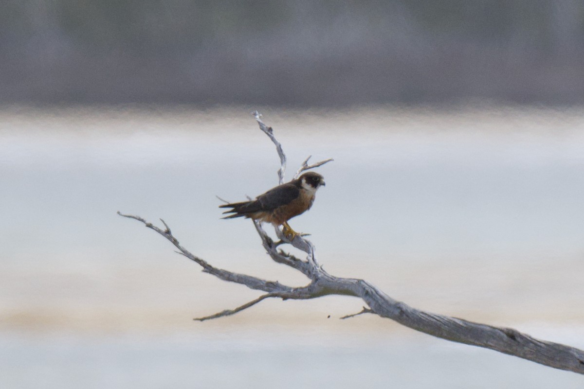 Petit Faucon - ML647857440