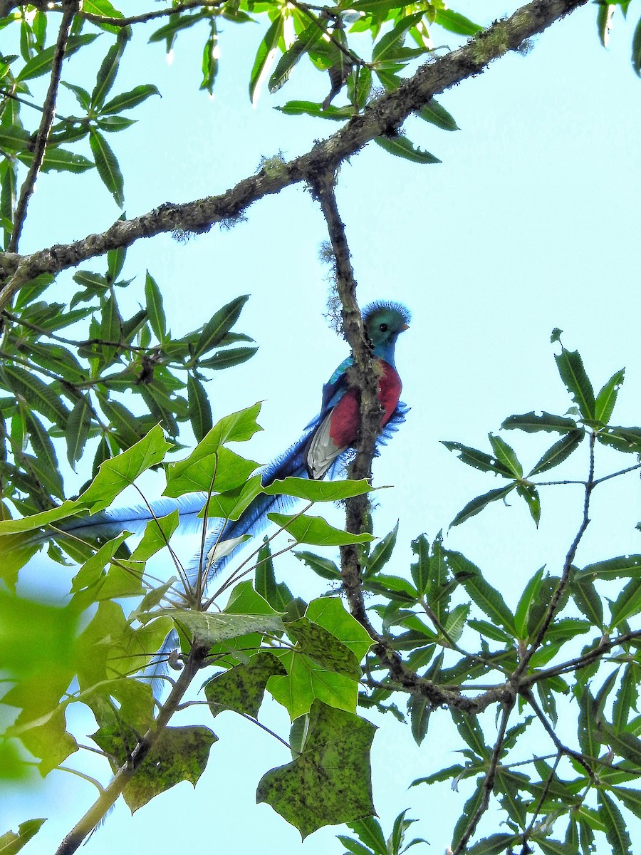 Quetzal (mocinno) - ML647857442