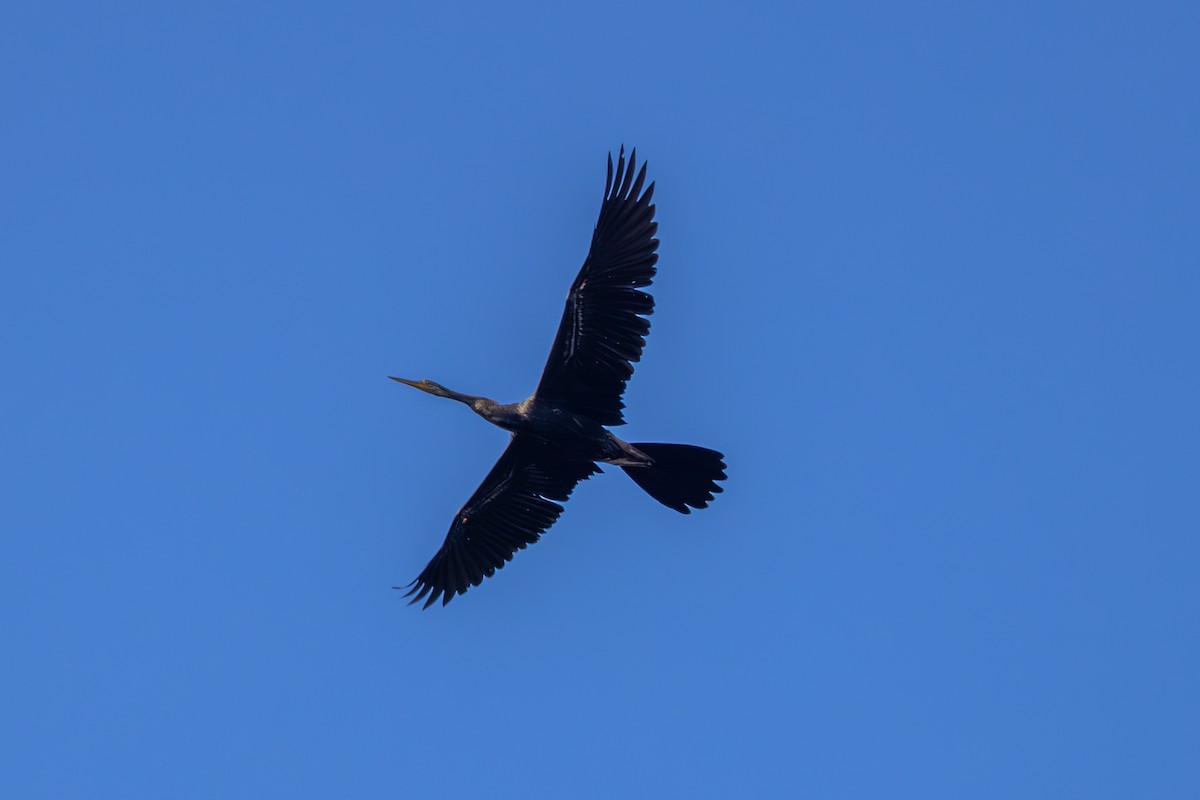 נחשון אסייתי - ML647857446