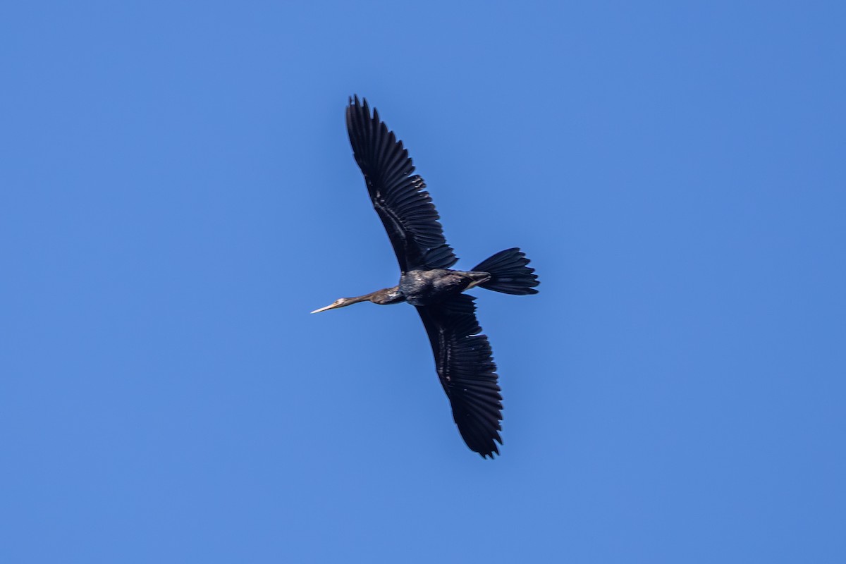נחשון אסייתי - ML647857447