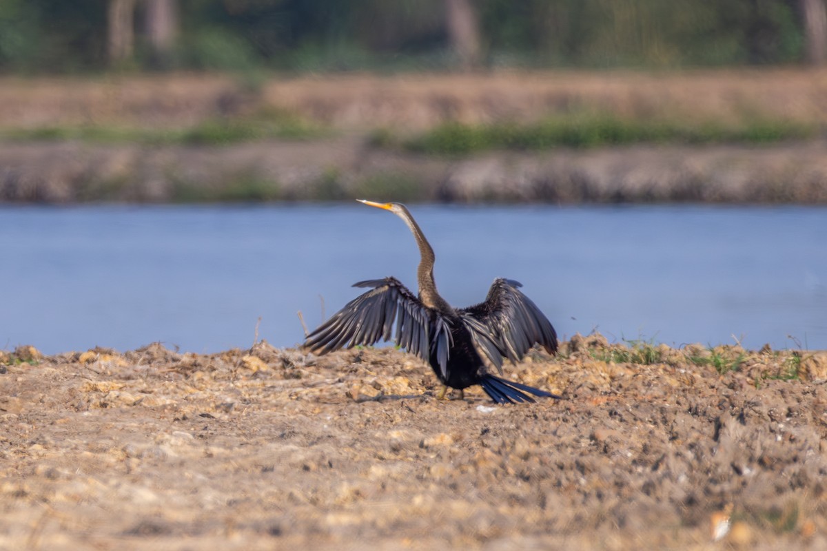 נחשון אסייתי - ML647857449