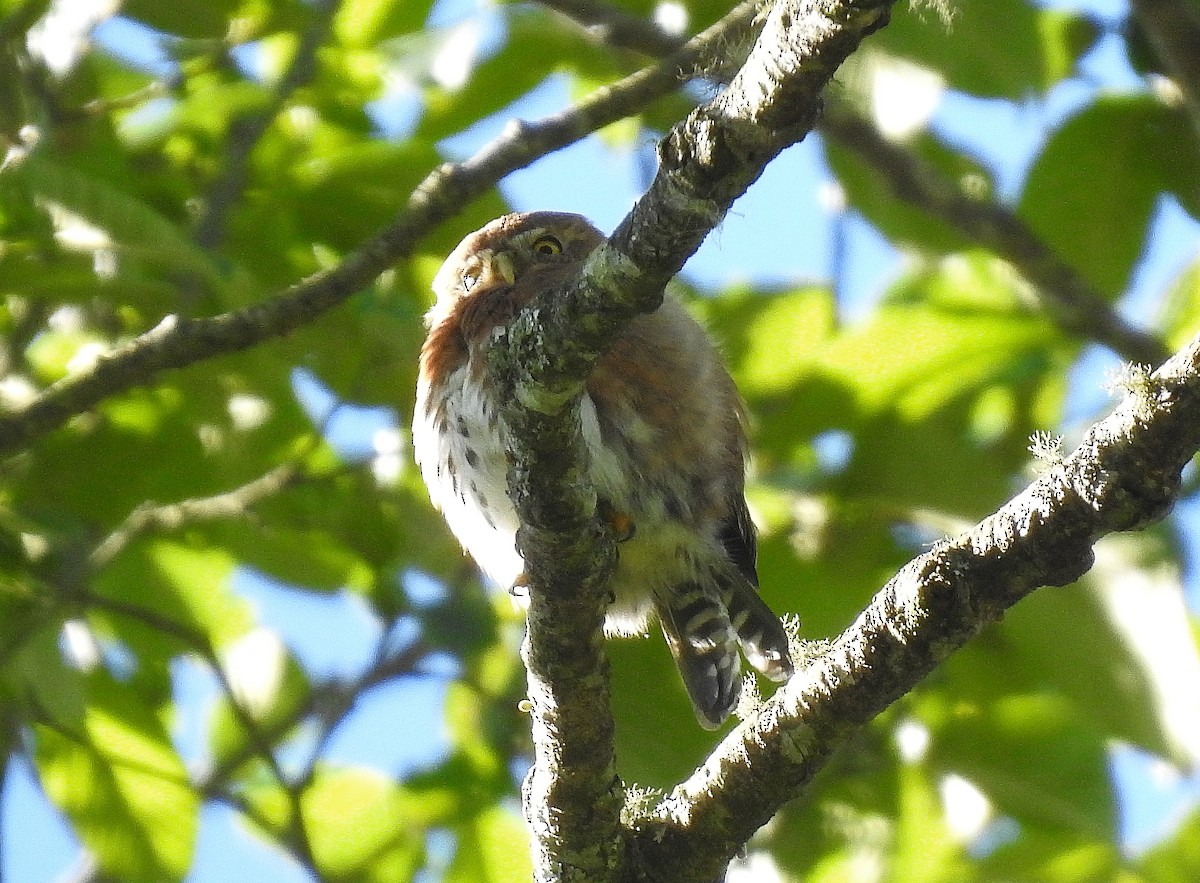 Gnomenzwergkauz (cobanense) - ML647857461