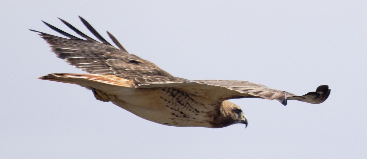 Red-tailed Hawk (borealis) - ML647857501