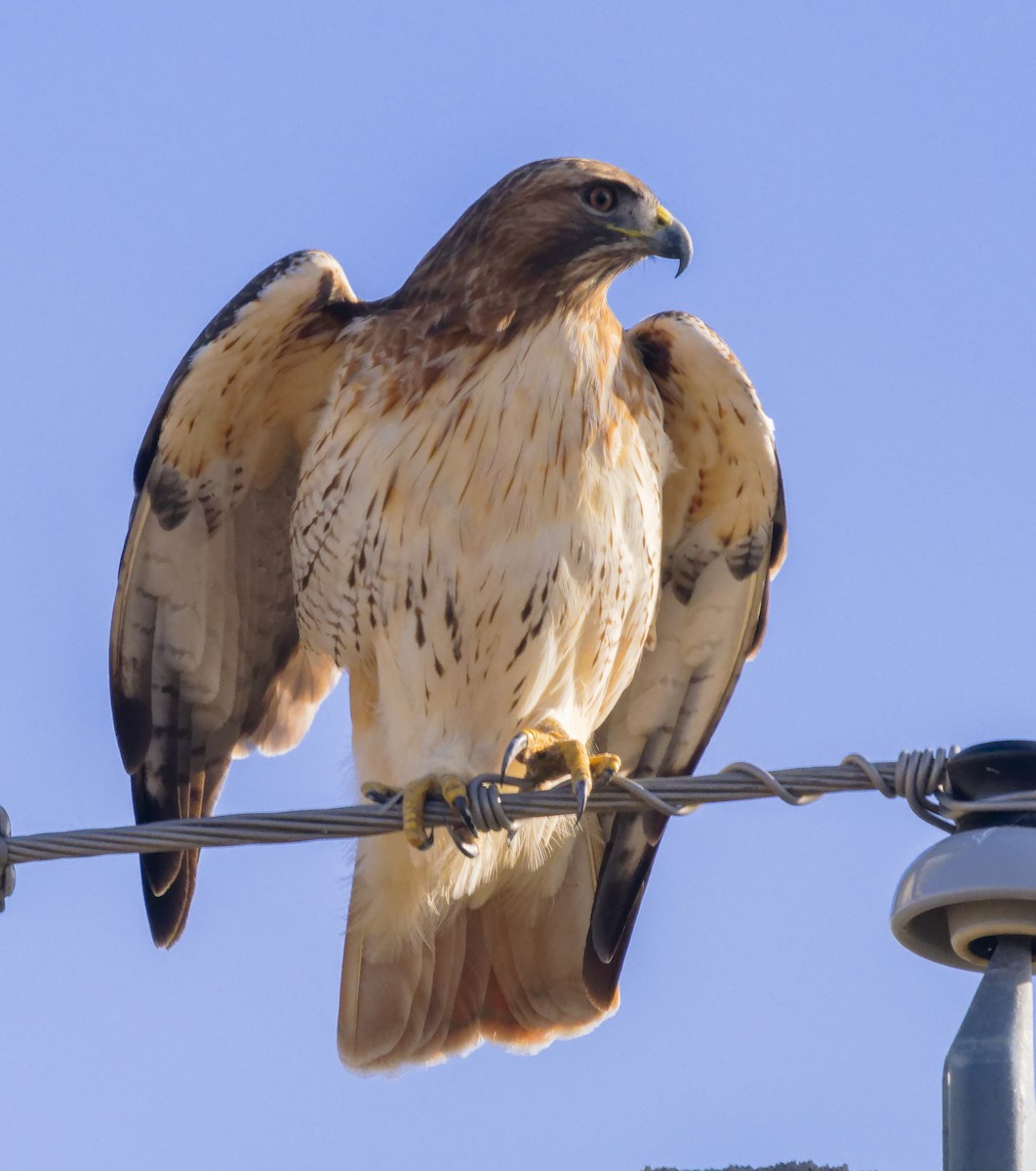 Red-tailed Hawk (borealis) - ML647857502