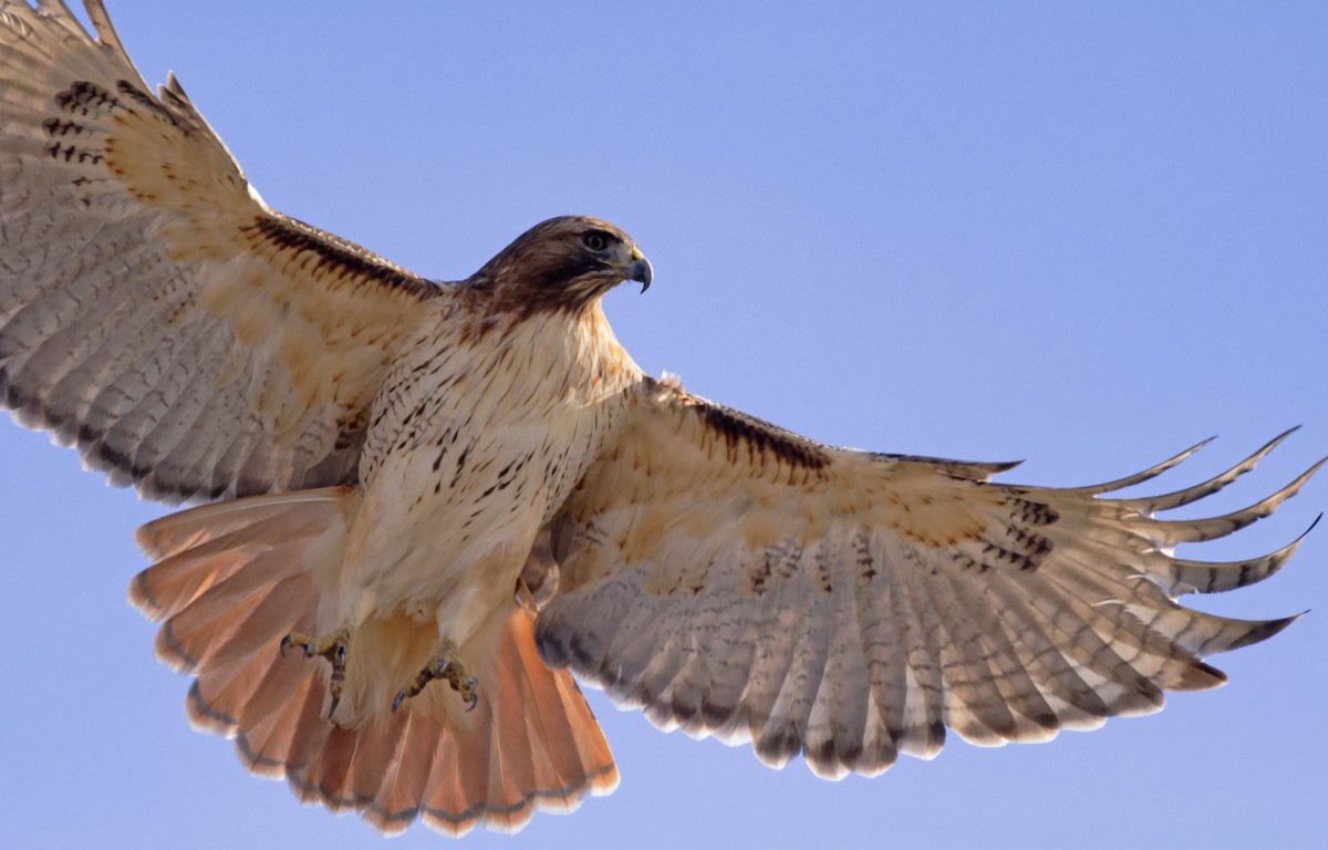 Red-tailed Hawk (borealis) - ML647857503