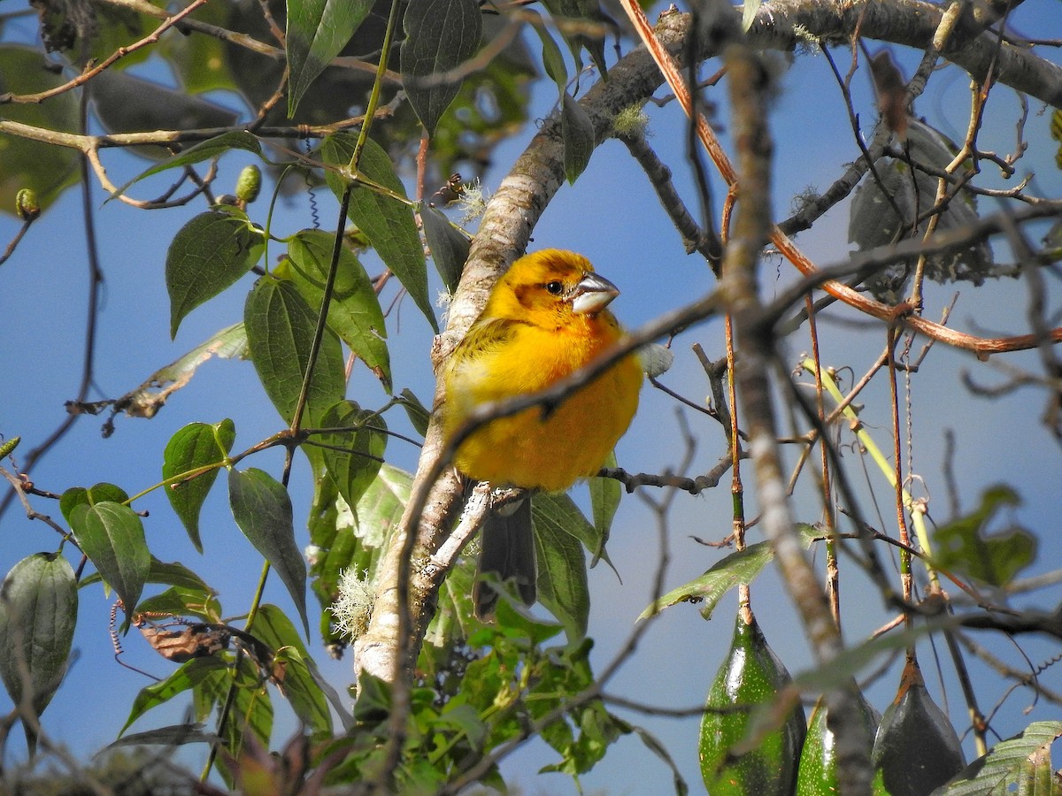 Gelbkopf-Kernknacker (aurantiacus) - ML647857510