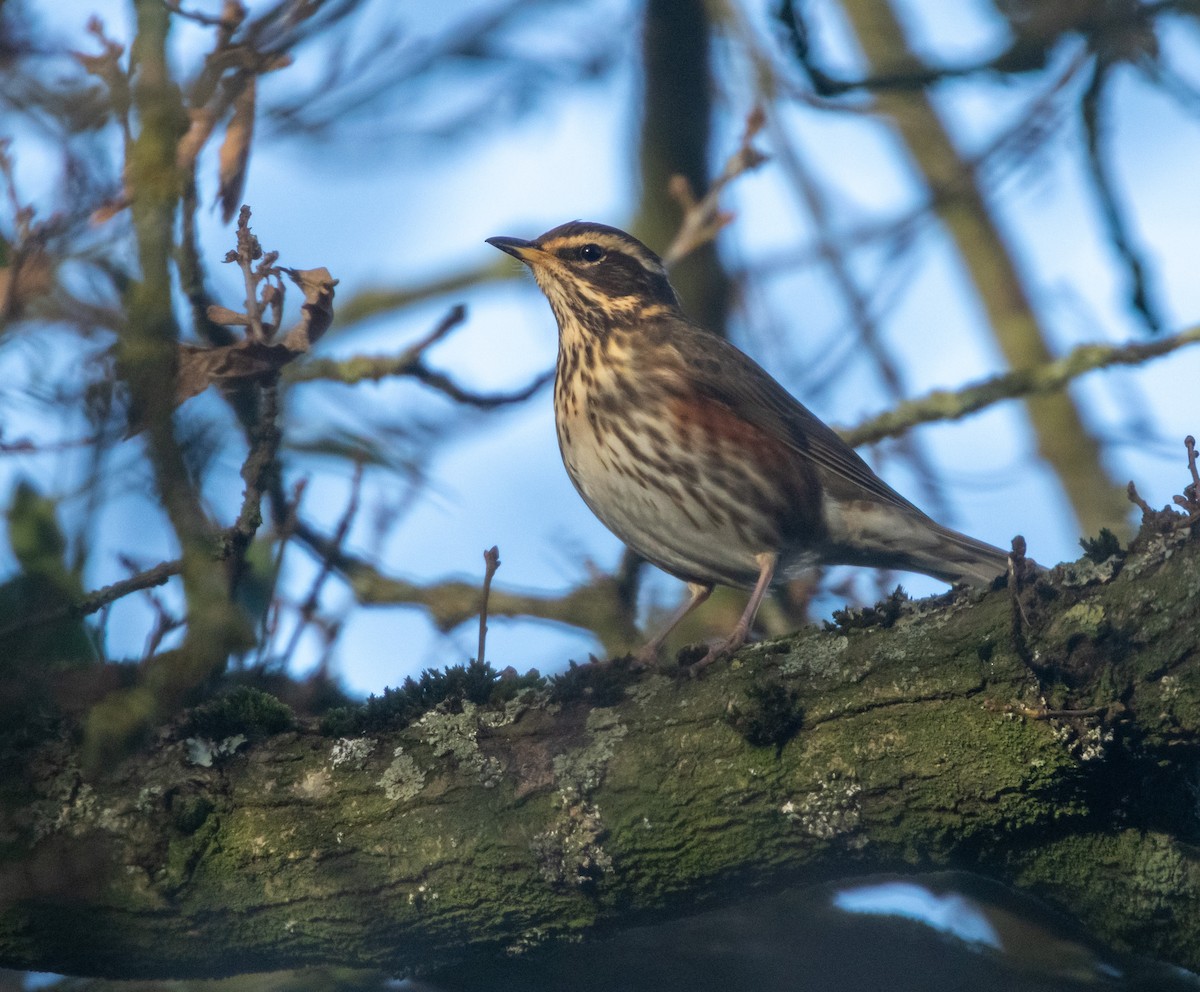 Grive mauvis - ML647857514