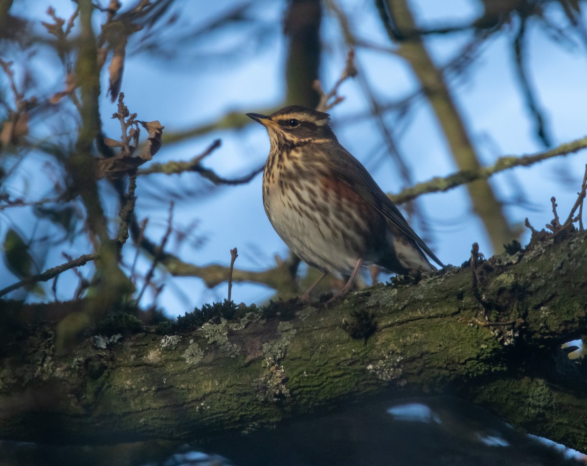 Grive mauvis - ML647857520