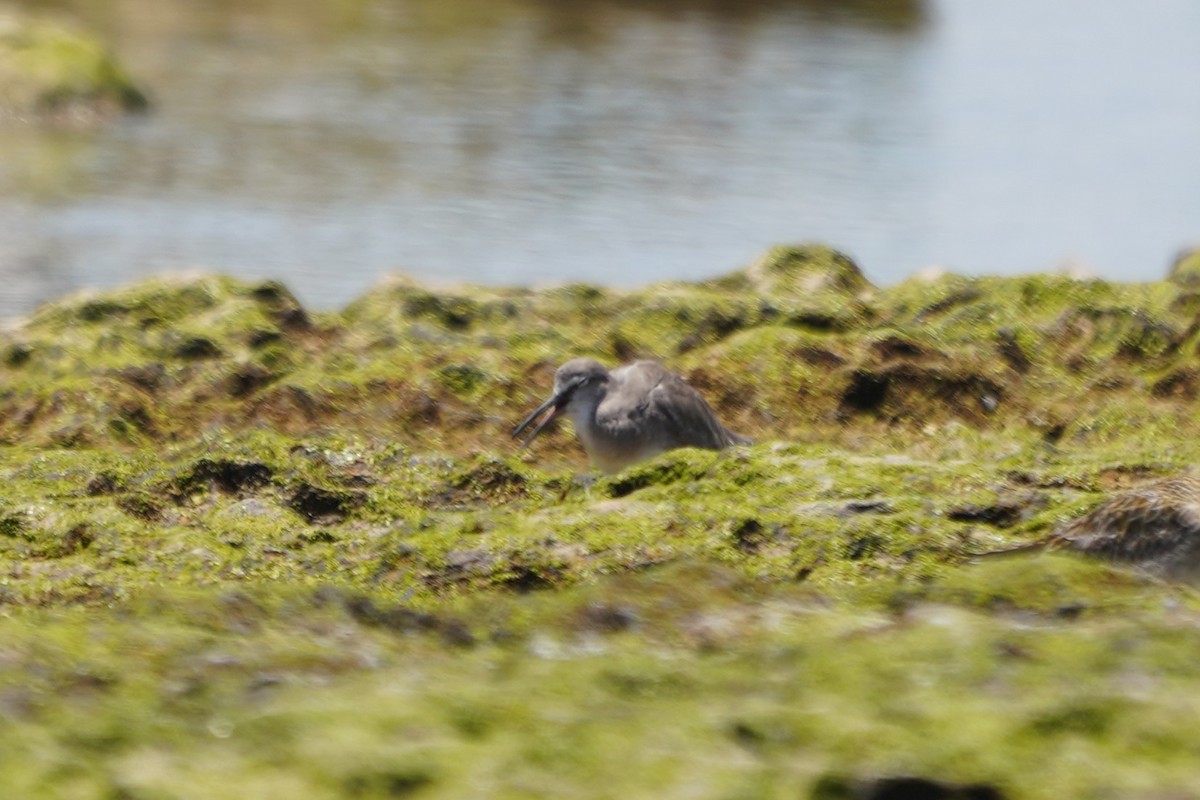 Playero Siberiano - ML647857530