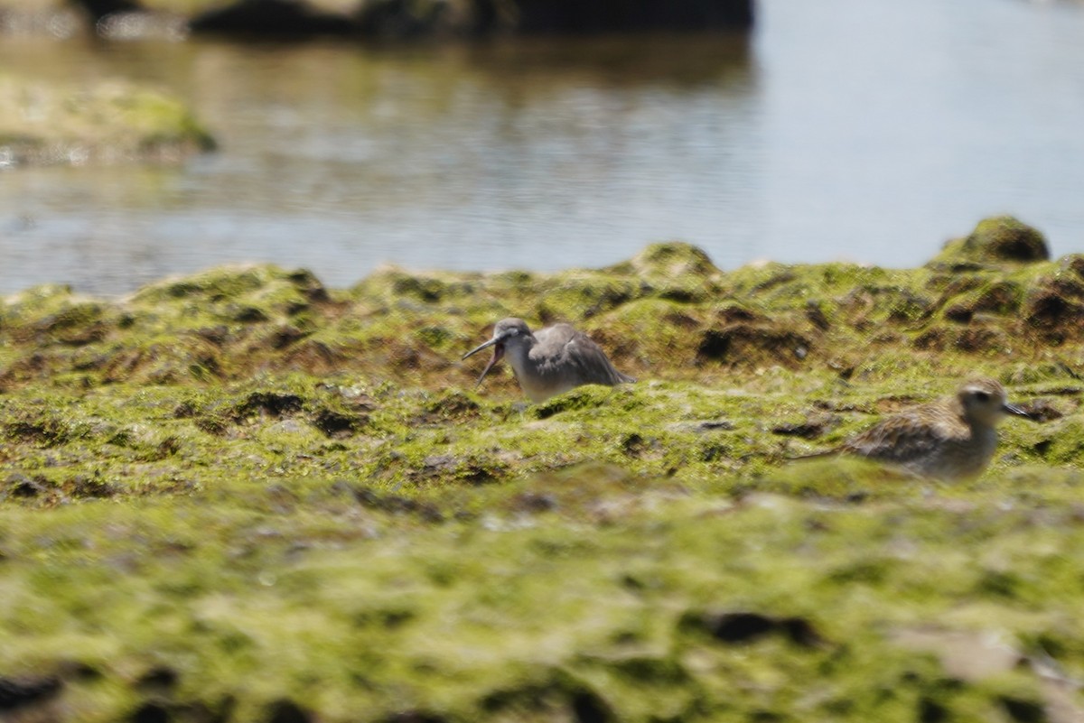 Playero Siberiano - ML647857531
