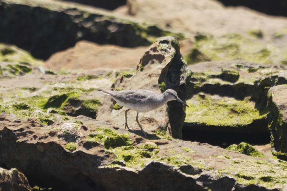 Playero Siberiano - ML647857532